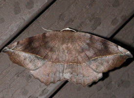 Curve-toothed Geometer